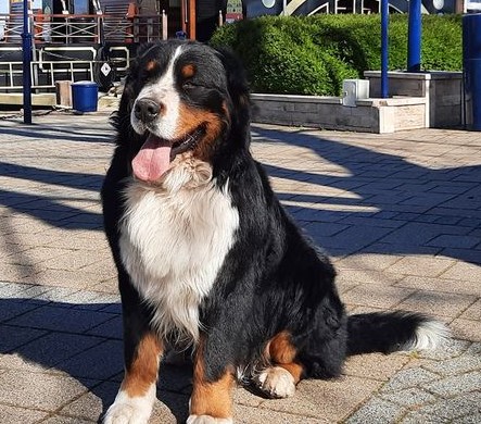 Siómenti Berni Philip